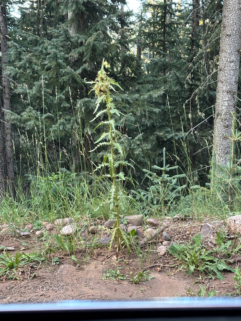 Pale Thistle photo 7
