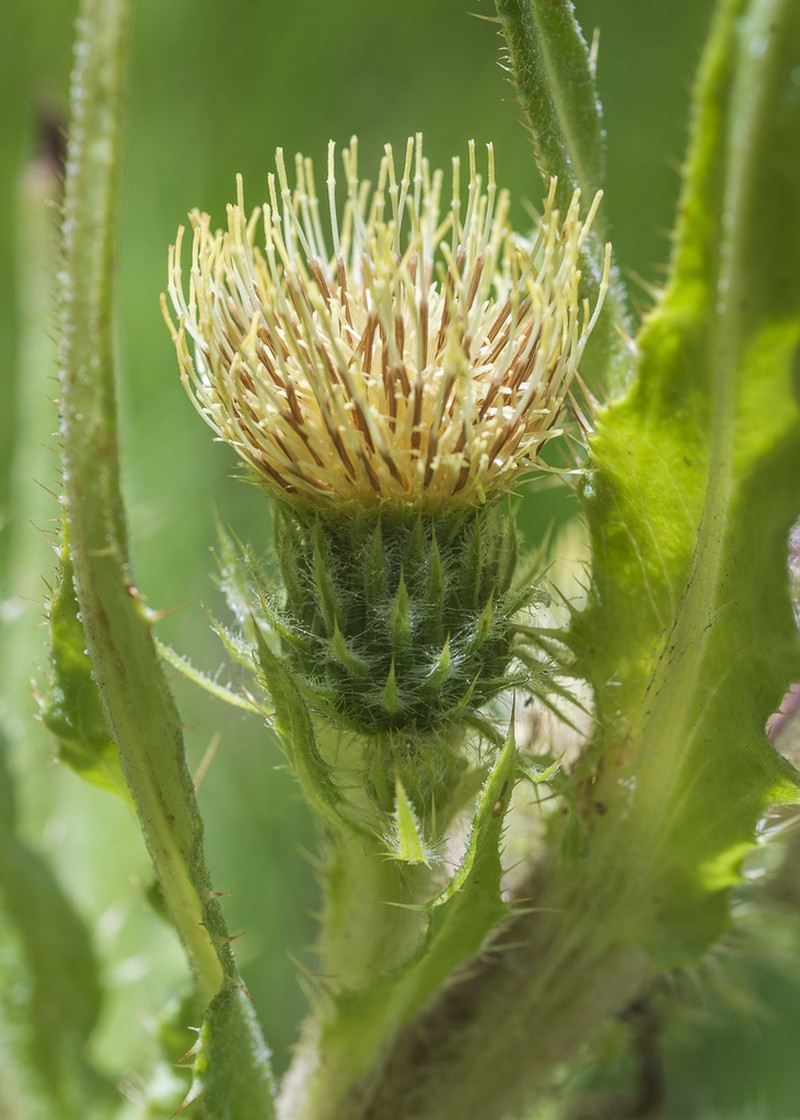 Parry's Thistle photo 3