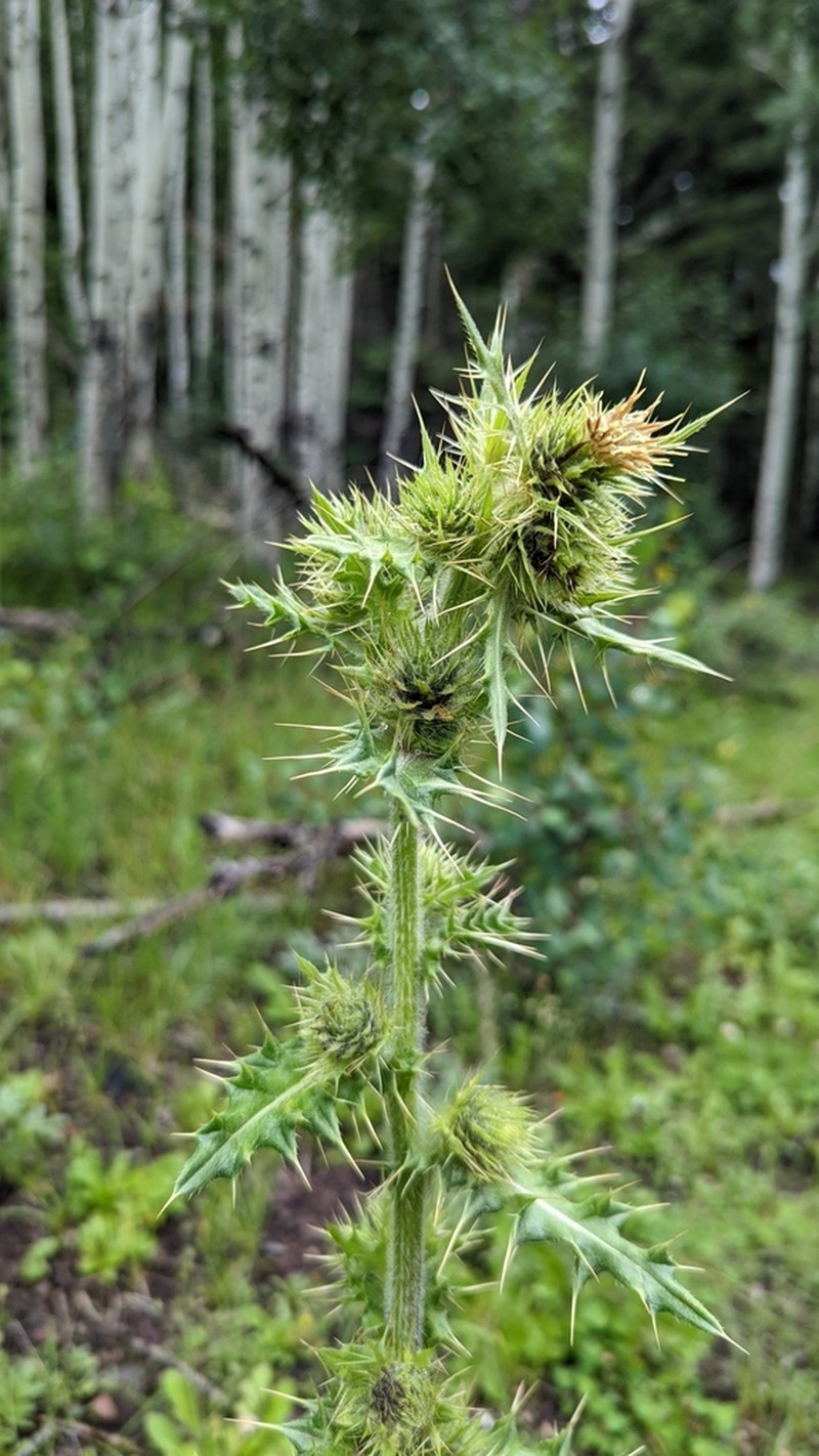 Parry's Thistle photo 5