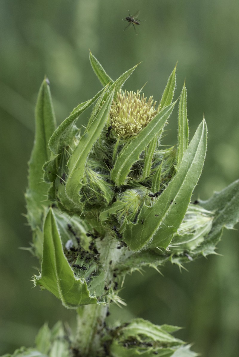 Parry's Thistle photo 8