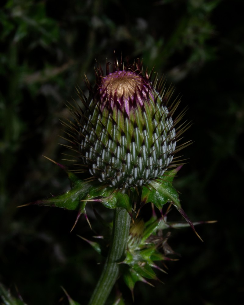 Cirsium pascuarense