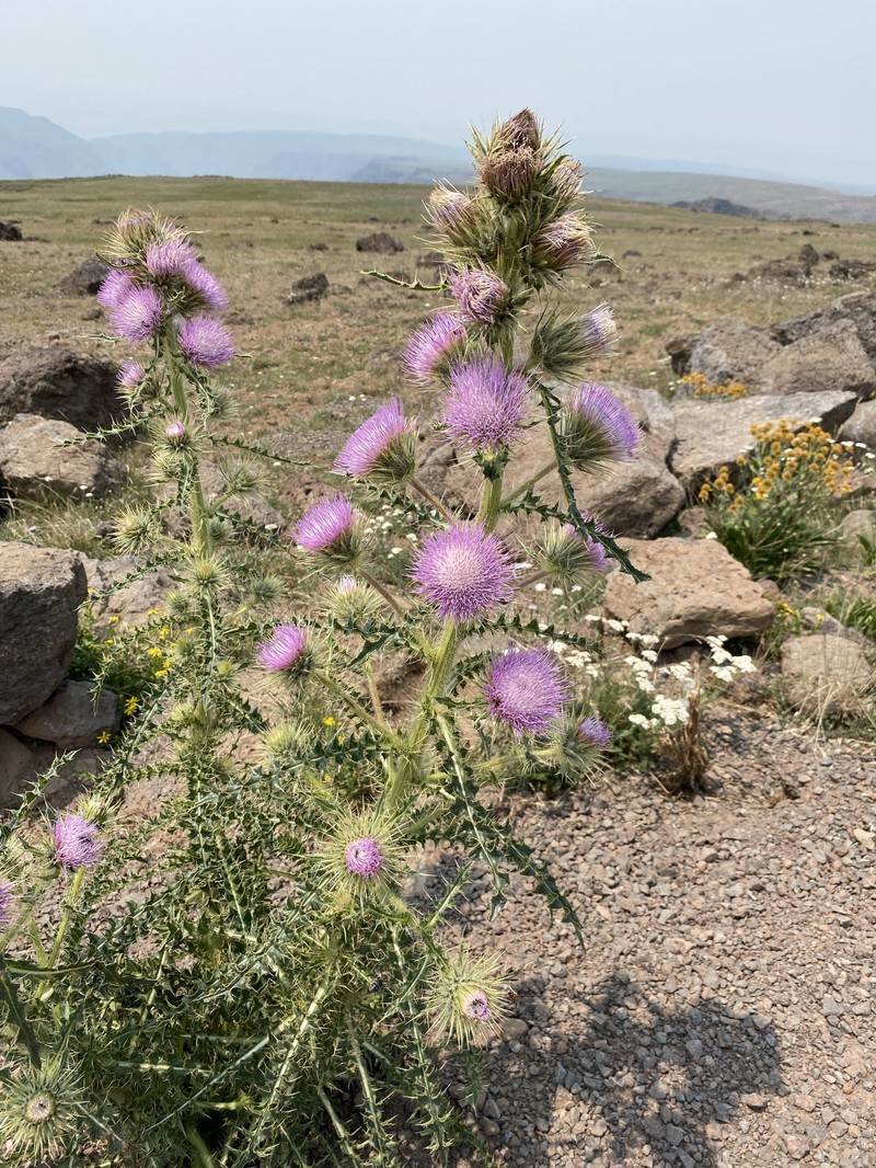 Steen Mountain Thistle