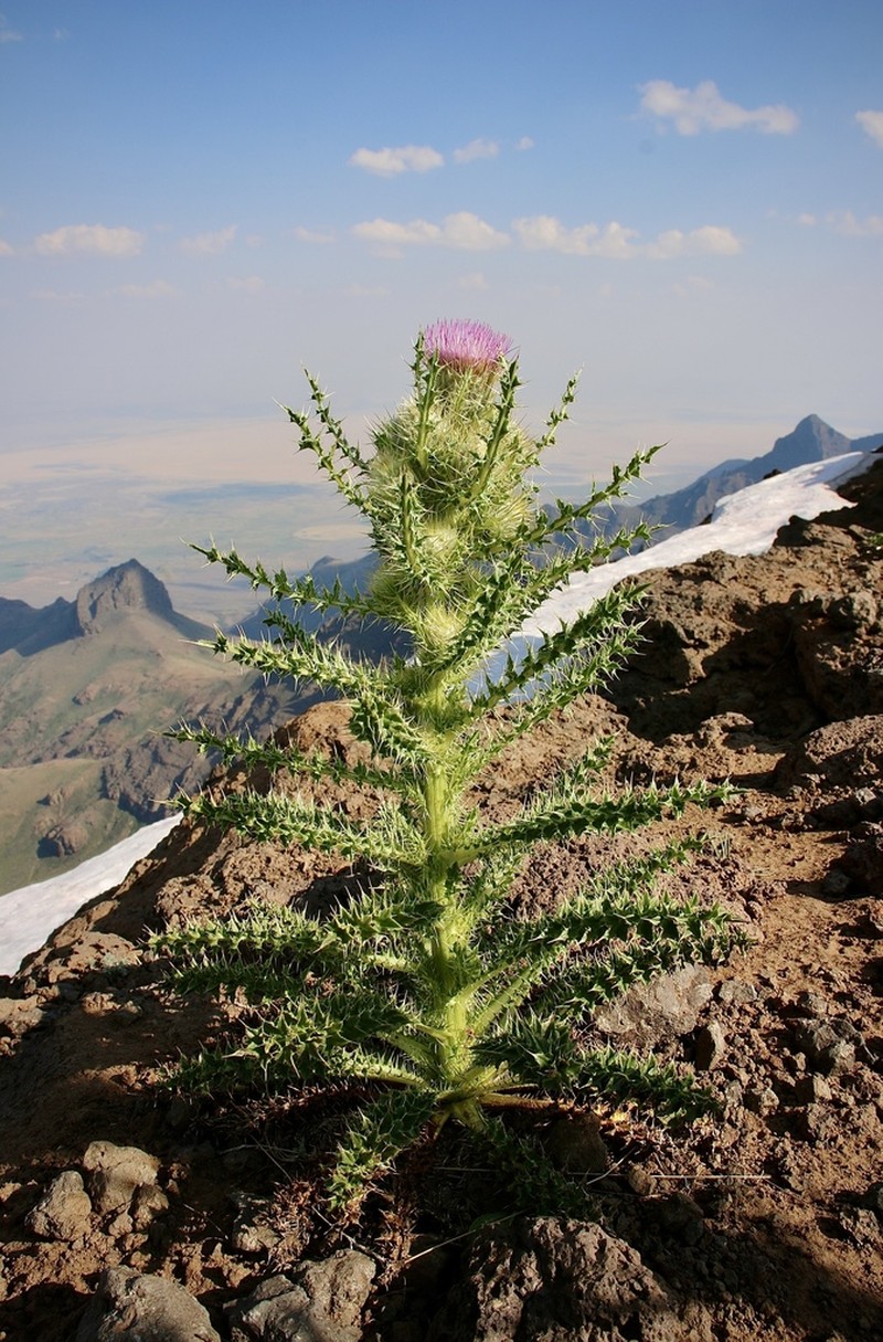 Steen Mountain Thistle