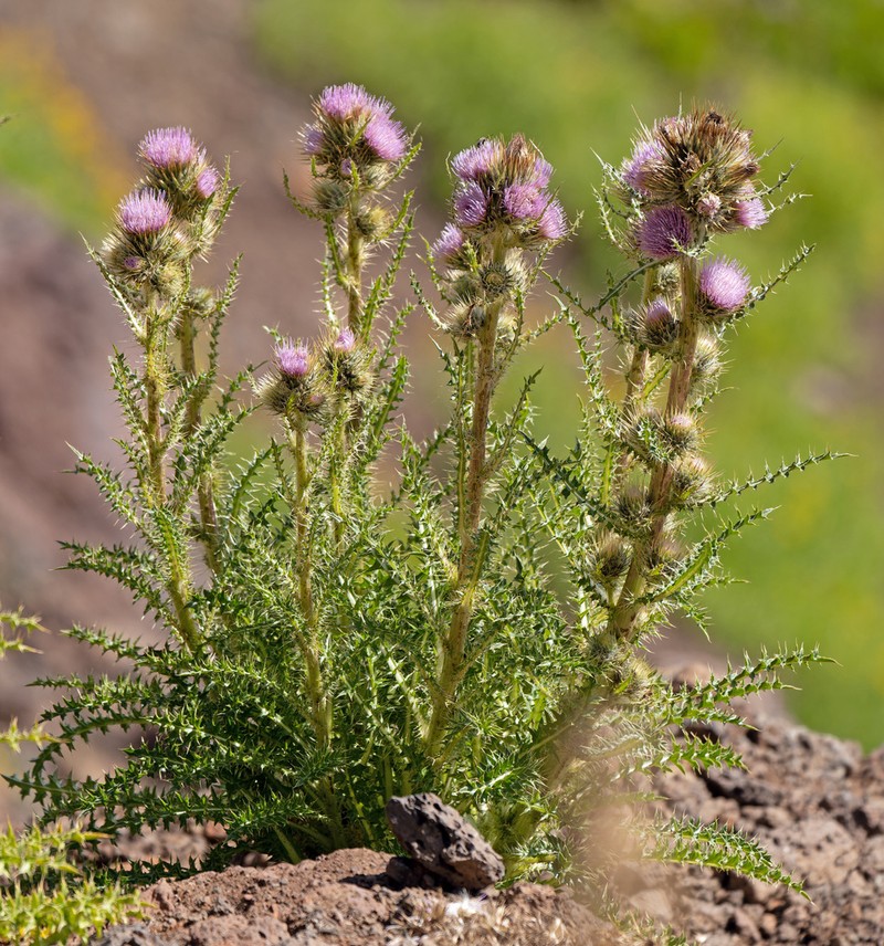 Steen Mountain Thistle photo 2