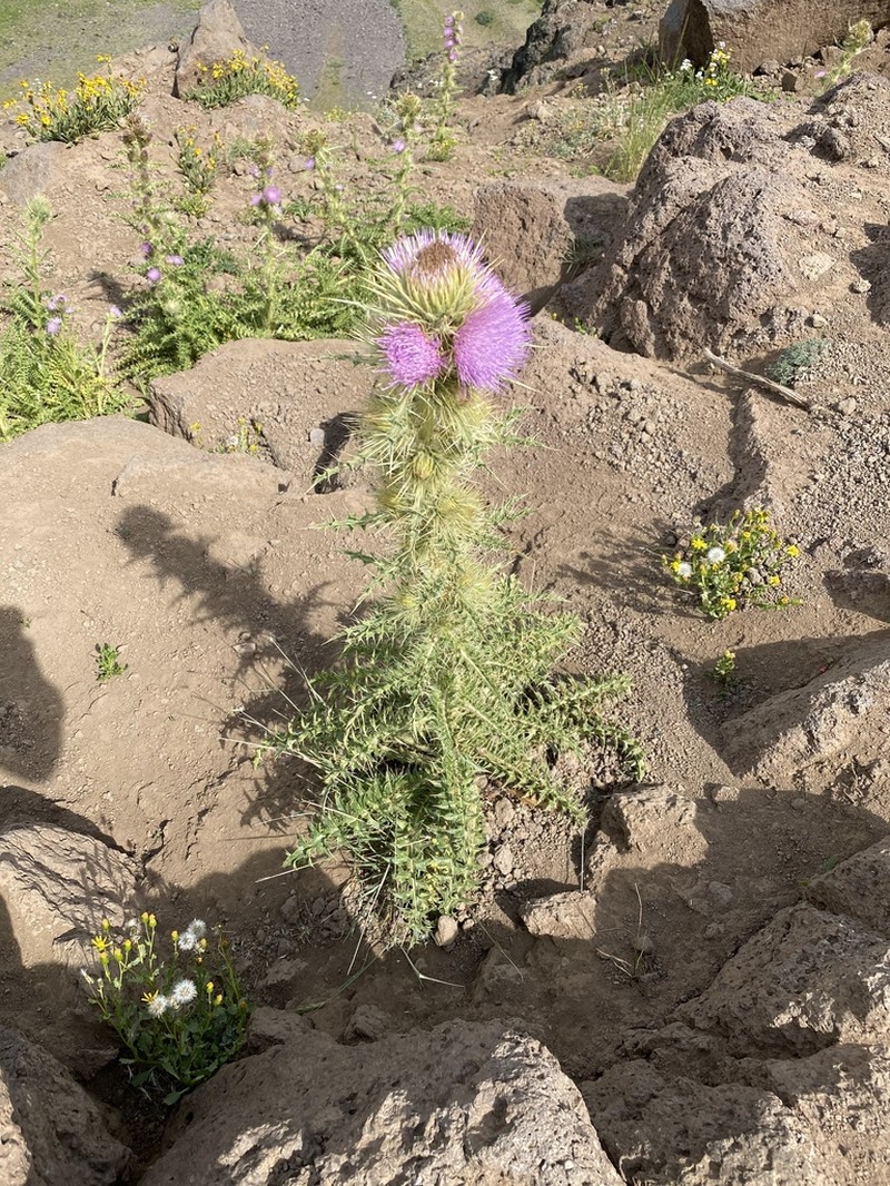 Steen Mountain Thistle photo 3