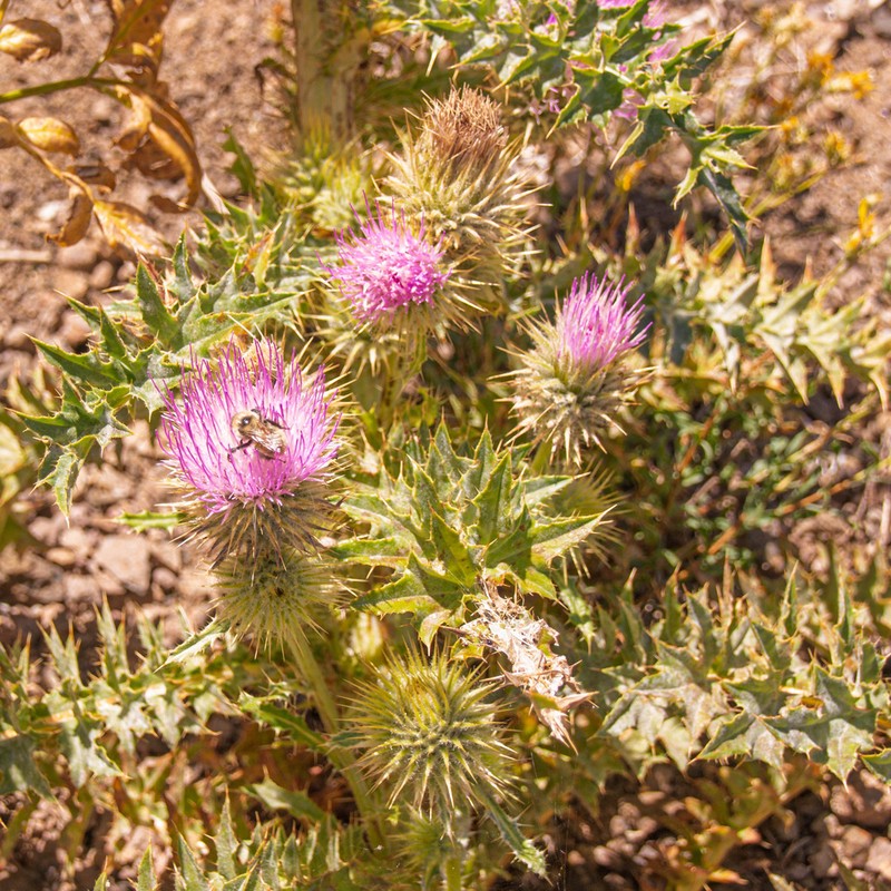 Steen Mountain Thistle photo 4