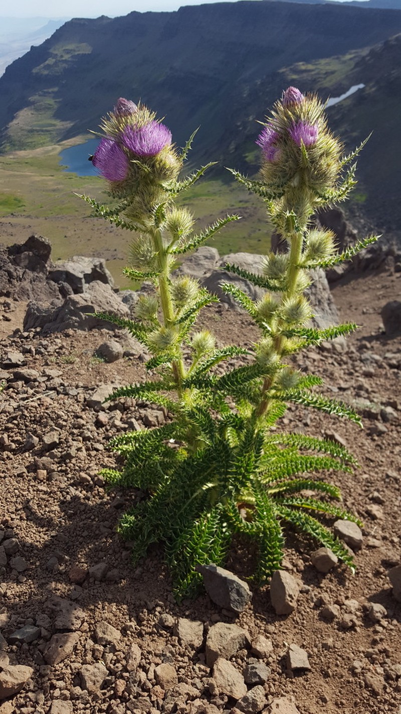 Steen Mountain Thistle photo 5