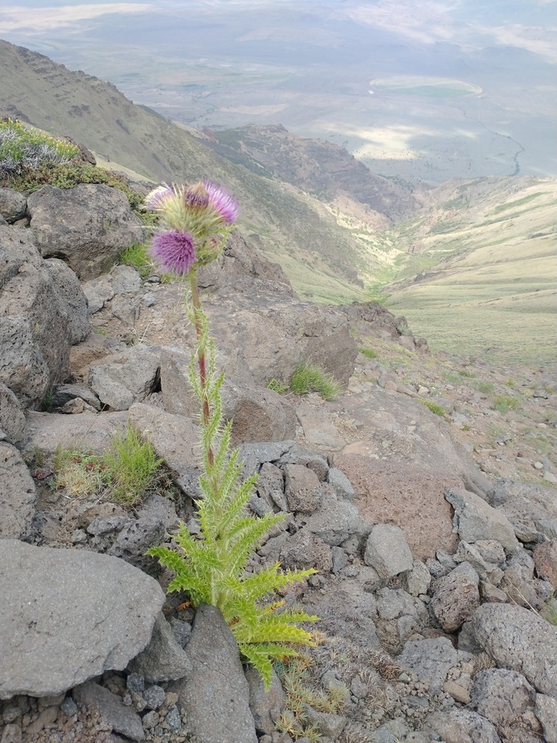 Steen Mountain Thistle photo 6