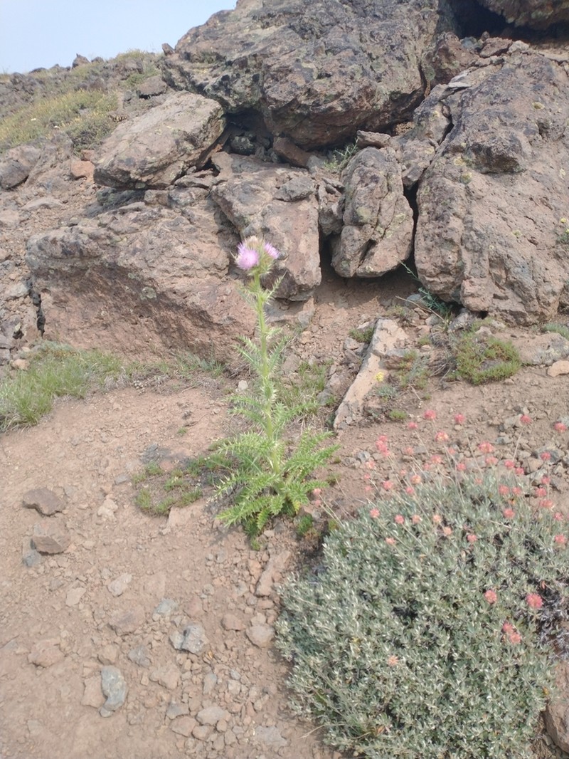 Steen Mountain Thistle photo 7