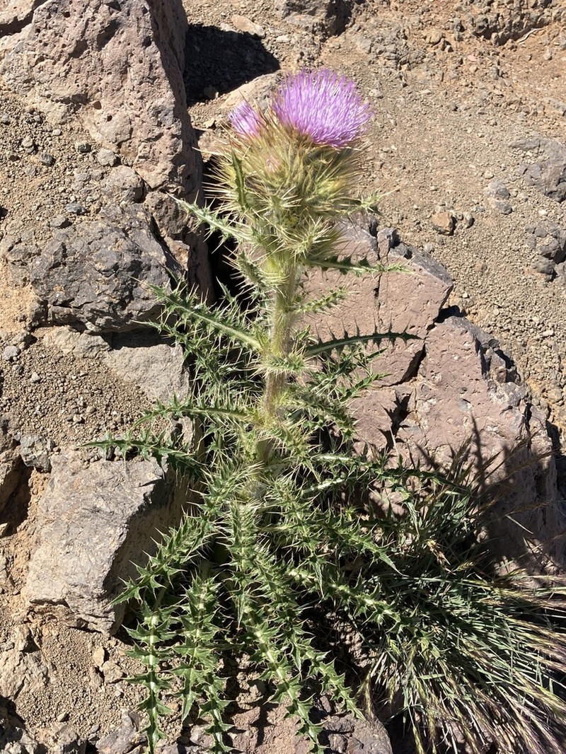 Steen Mountain Thistle photo 8