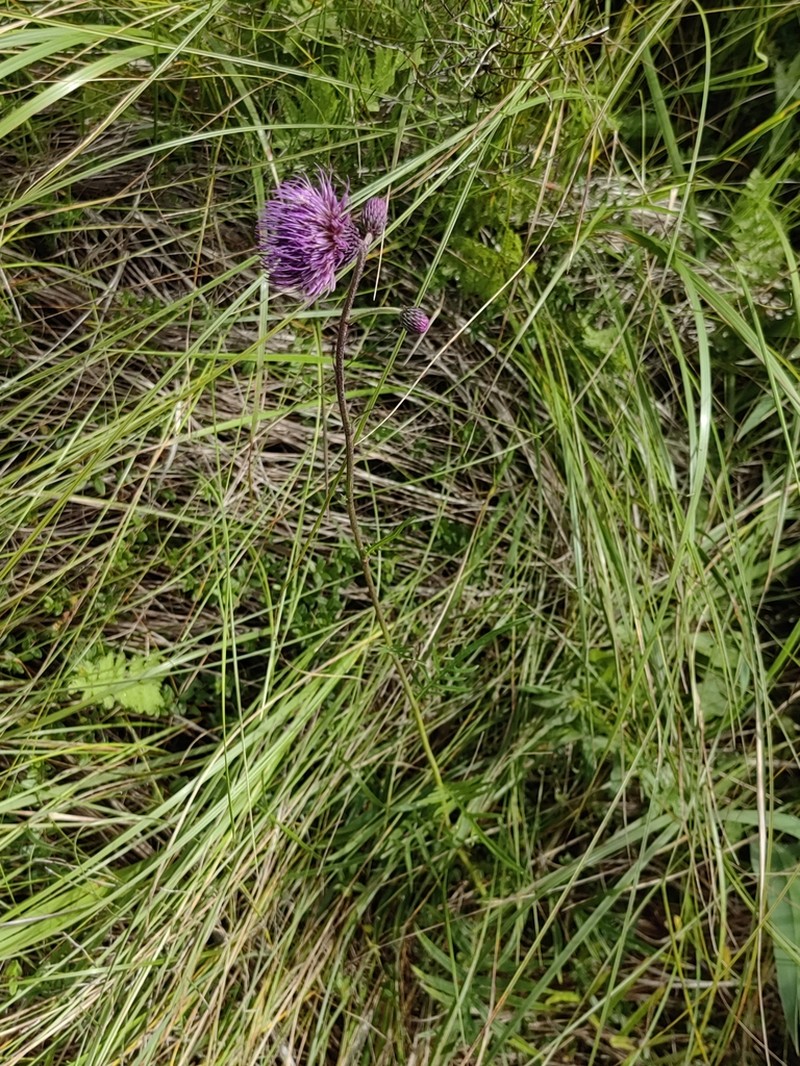 Lacy Thistle