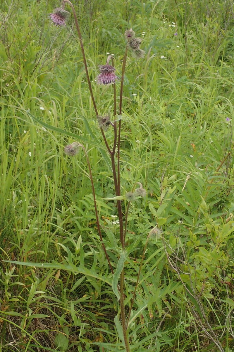 Lacy Thistle photo 2