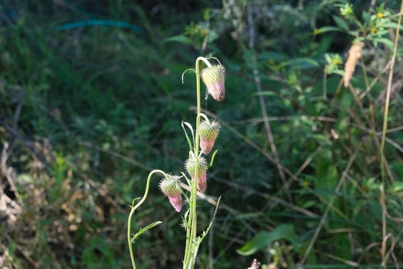 Cirsium pendulum