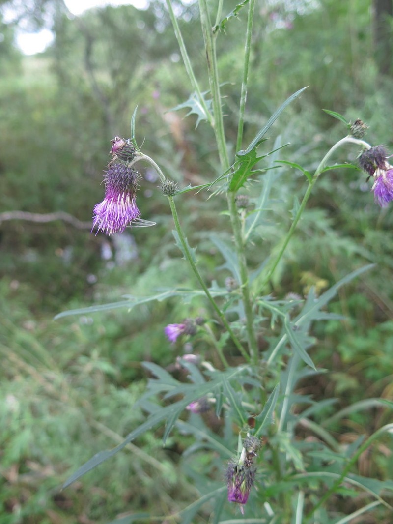 Cirsium pendulum photo 2