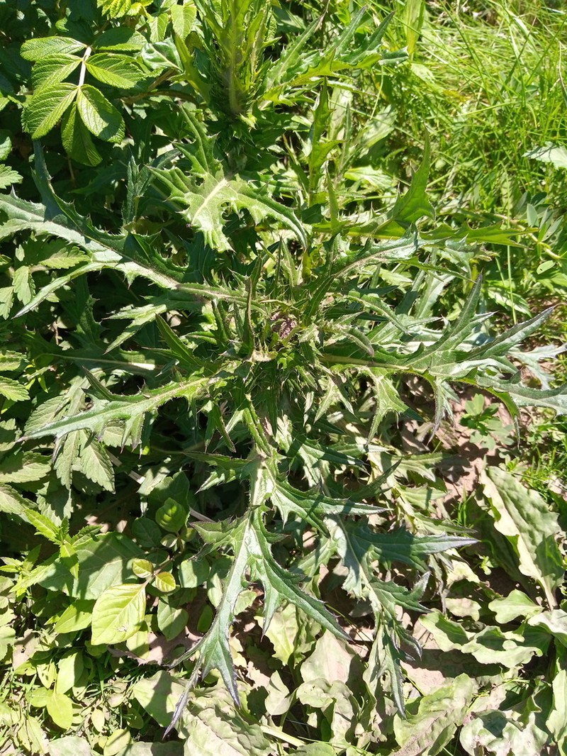 Cirsium pendulum photo 3