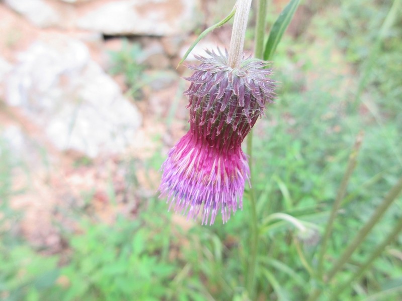 Cirsium pendulum photo 5