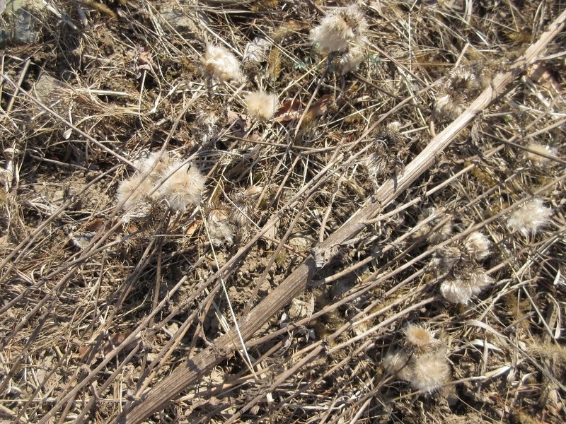 Cirsium pendulum photo 7