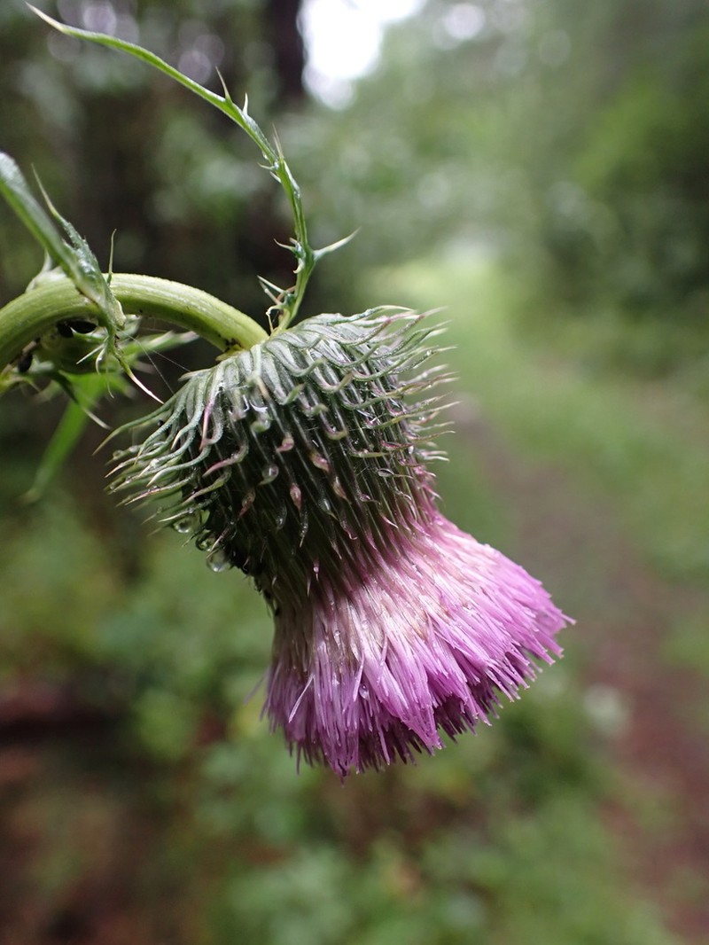 Cirsium pendulum photo 8