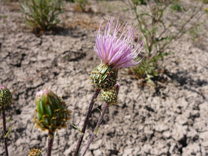 Rocky Mountain Thistle photo 4