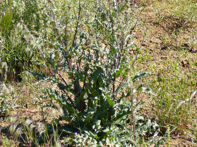 Rocky Mountain Thistle photo 8