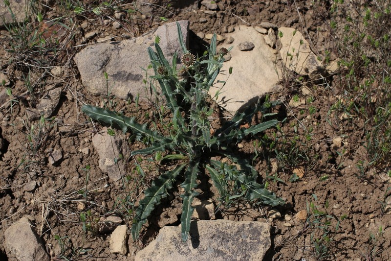 Spring Thistle