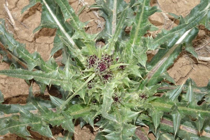 Spring Thistle photo 2