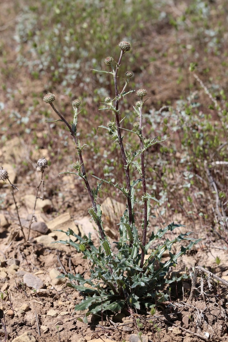 Spring Thistle photo 3