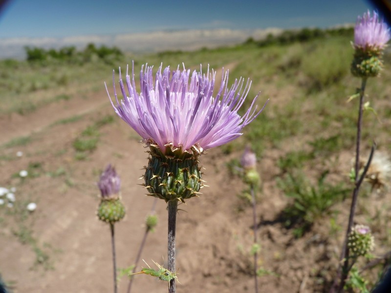Spring Thistle photo 5