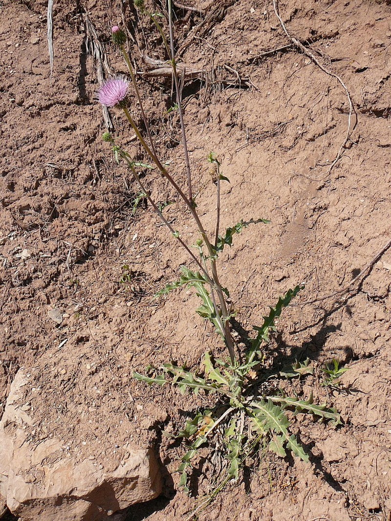 Spring Thistle photo 6