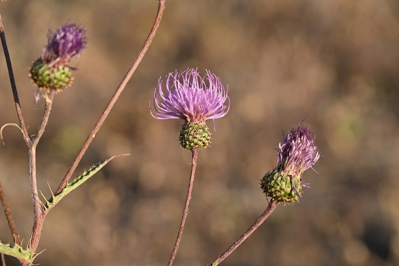 Spring Thistle photo 7