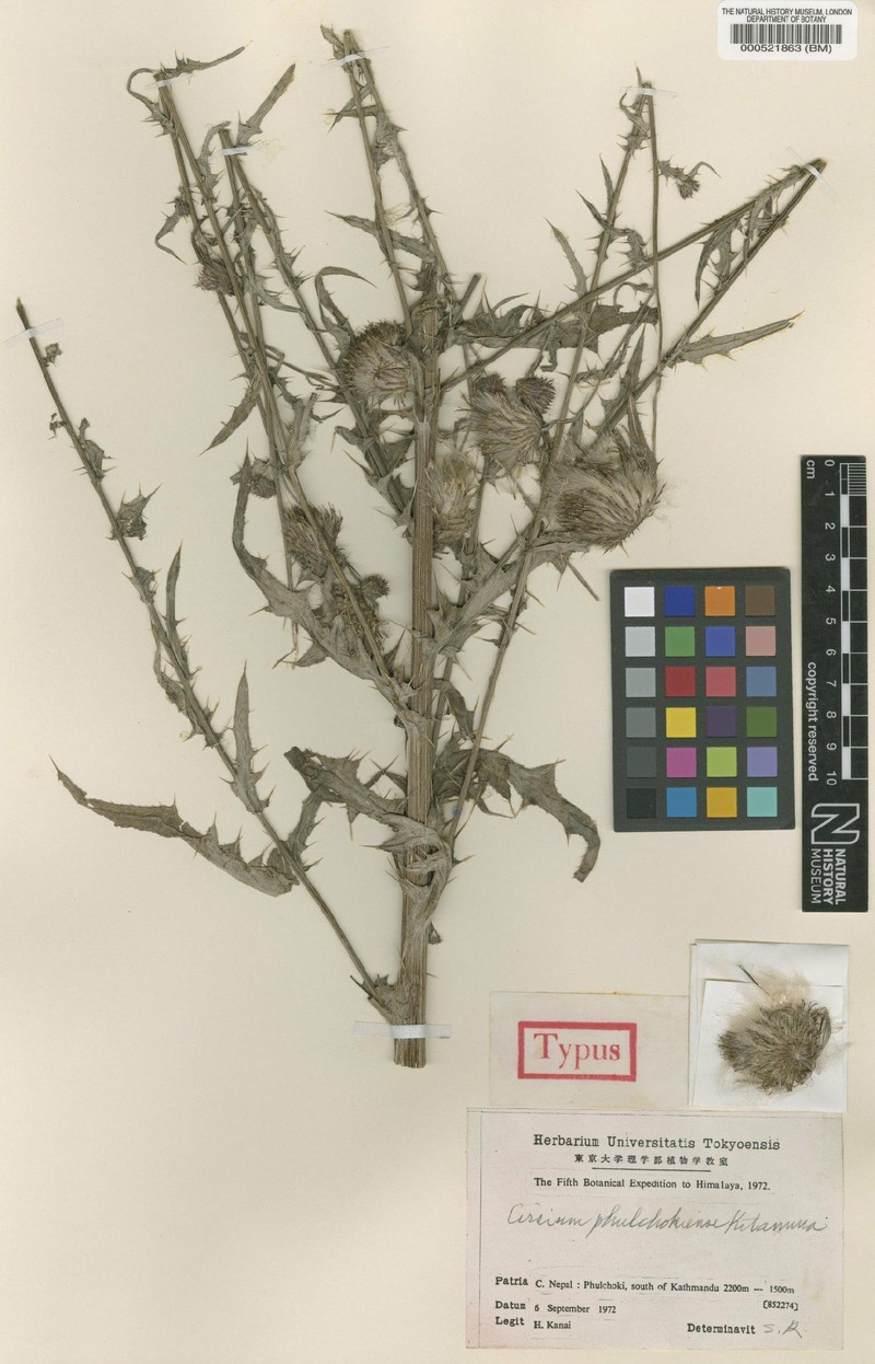Cirsium phulchokiense
