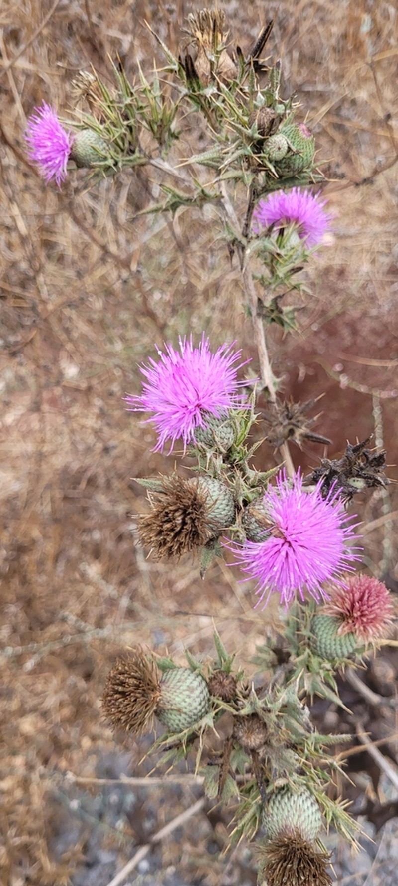 Cirsium phyllocephalum