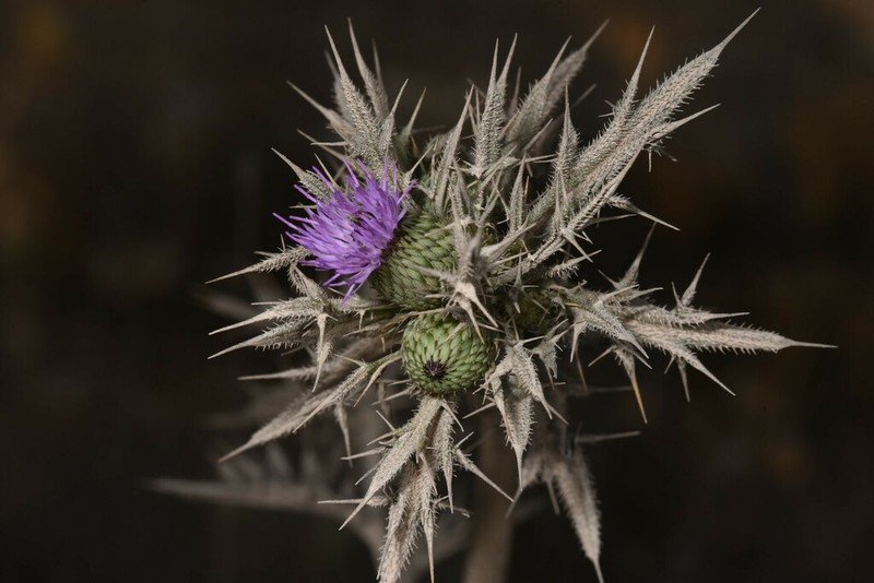 Cirsium phyllocephalum photo 2