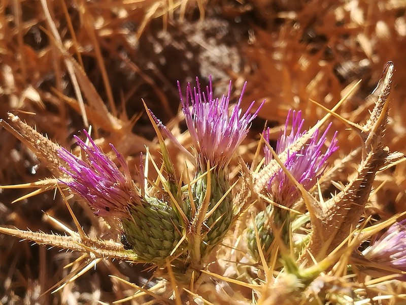 Cirsium phyllocephalum photo 3