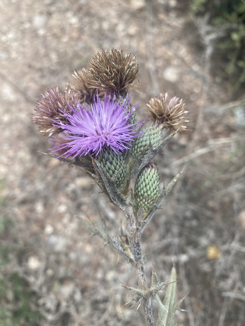 Cirsium phyllocephalum photo 4