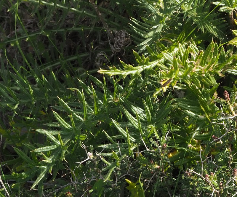 Cirsium phyllocephalum photo 5