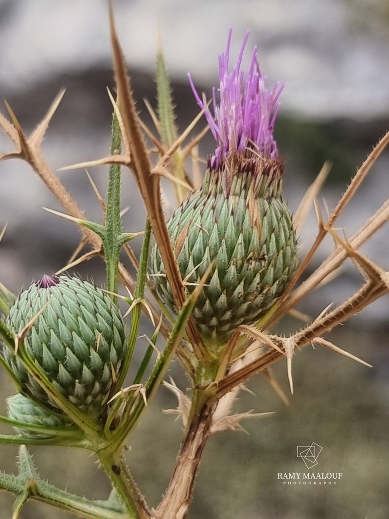 Cirsium phyllocephalum photo 6