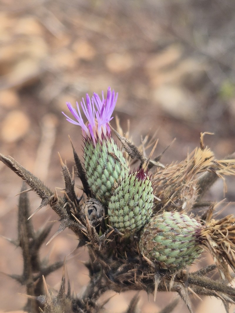 Cirsium phyllocephalum photo 7