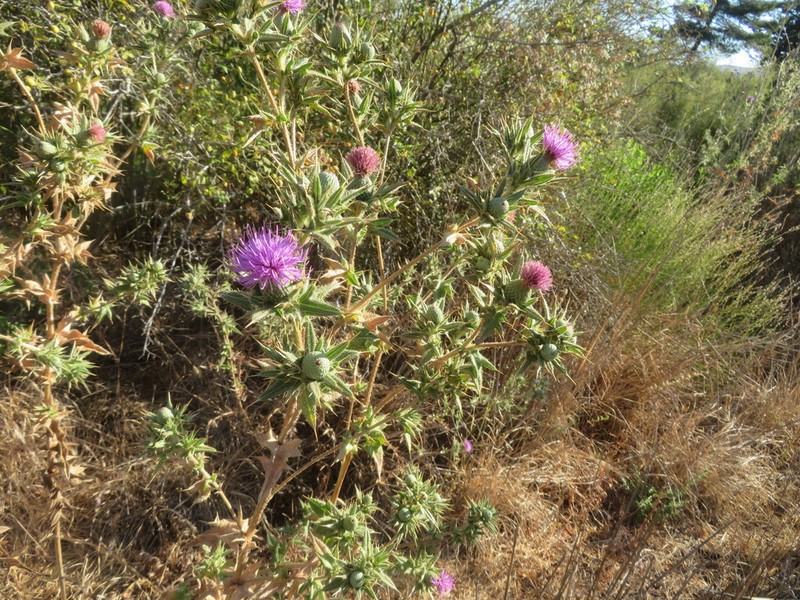 Cirsium phyllocephalum photo 8