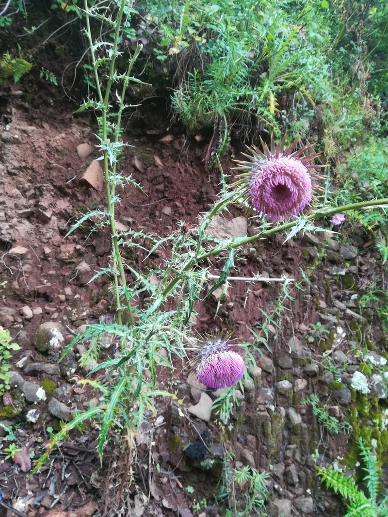 Cirsium pinetorum