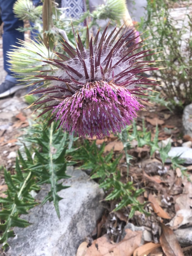 Cirsium pinetorum photo 2