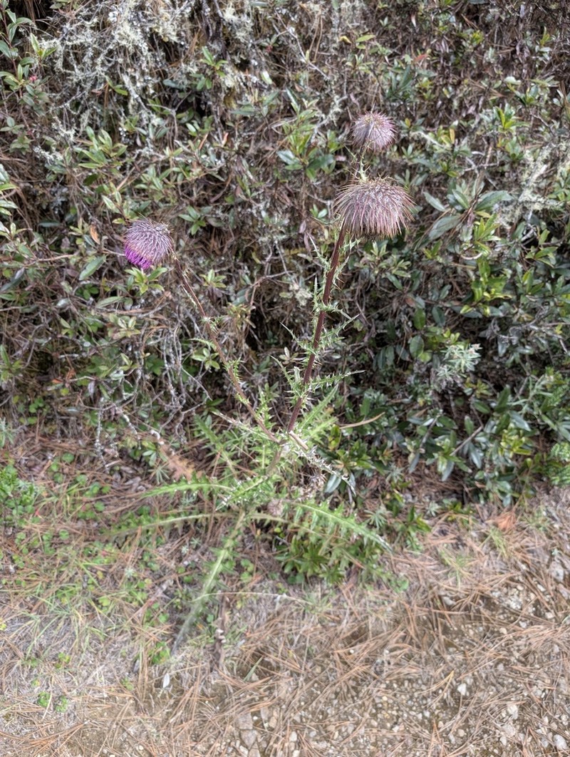 Cirsium pinetorum photo 3