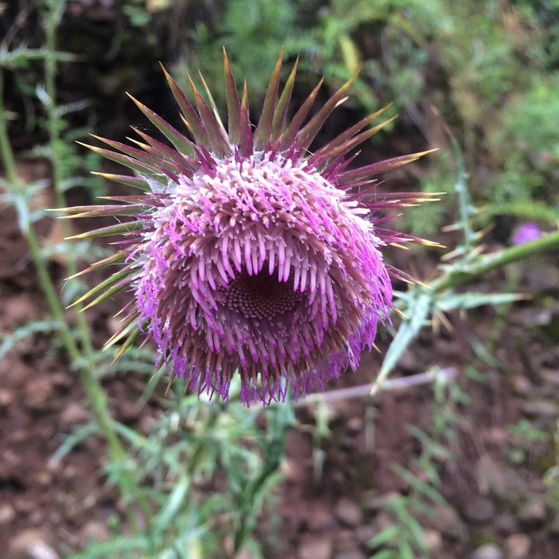 Cirsium pinetorum photo 4