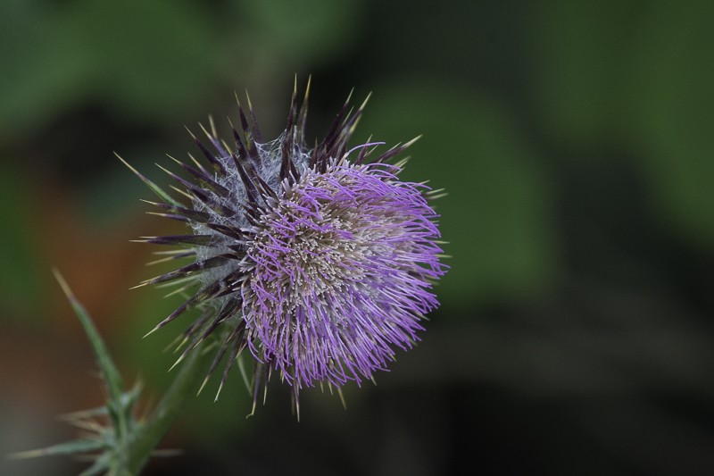 Cirsium pinetorum photo 5