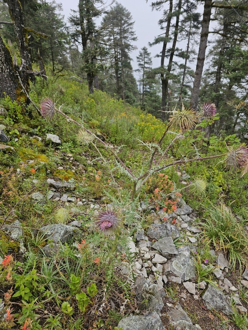 Cirsium pinetorum photo 6