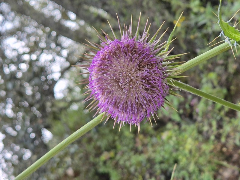 Cirsium pinetorum photo 7