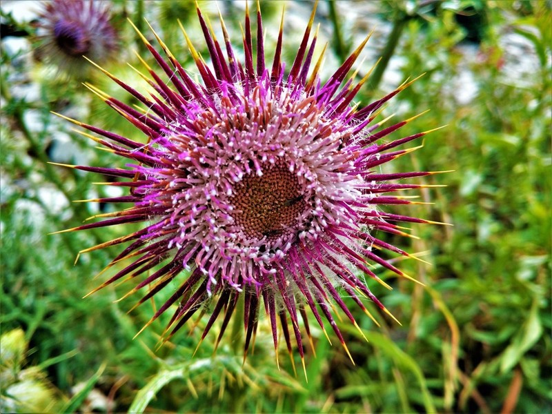 Cirsium pinetorum photo 8