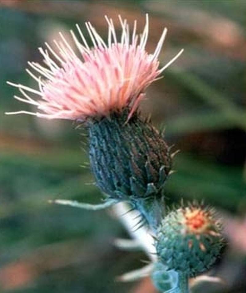Sand Dune Thistle