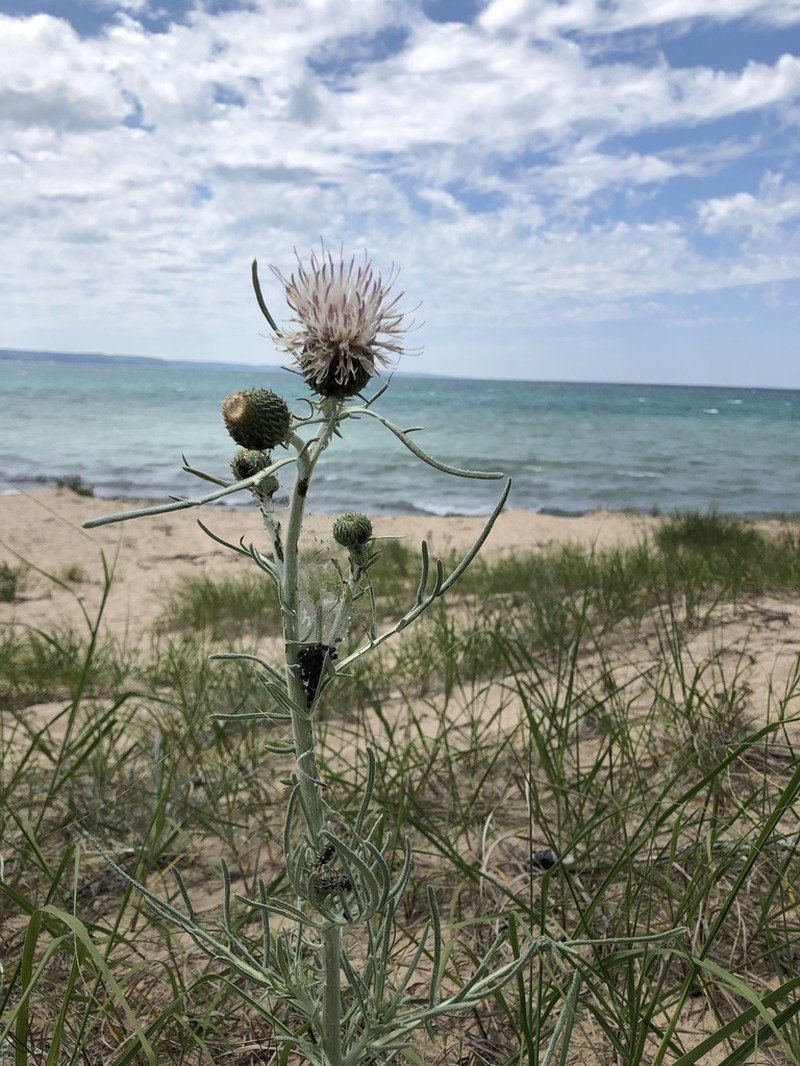 Sand Dune Thistle
