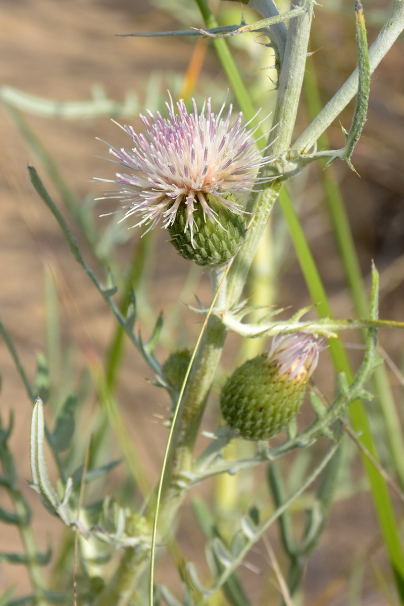 Sand Dune Thistle photo 2